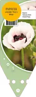Papaver Orientale Perry S White (Oosterse papaver) - afbeelding 1