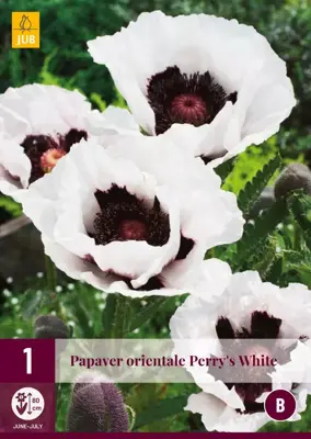 Papaver orientale perrys white 1 stuks - afbeelding 1