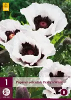 Papaver orientale perrys white 1 stuks kopen?