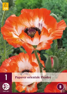 Papaver orientale picotee 1 stuks - afbeelding 1