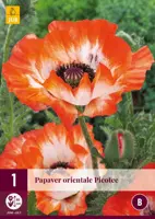 Papaver orientale picotee 1 stuks - afbeelding 1