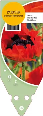 Papaver Orientale Rembrandt (Oosterse papaver) - afbeelding 1