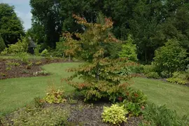 Parrotia persica (Ijzerhout) - afbeelding 1