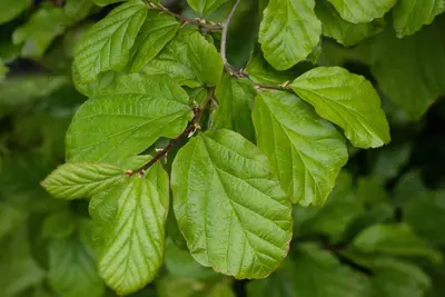Parrotia persica (Ijzerhout) - afbeelding 2