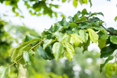 Parrotia persica (Ijzerhout) - afbeelding 3