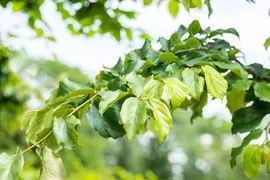 Parrotia persica (Ijzerhout) - afbeelding 3