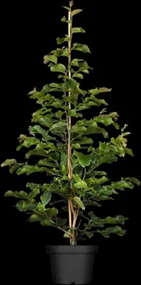 Parrotia persica 'Persian Spire'(s) (Ijzerhout 'Pershian Spire') - afbeelding 1