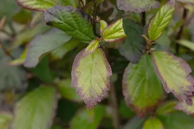 Parrotia persica 'Persian Spire'(s) (Ijzerhout 'Pershian Spire') - afbeelding 2