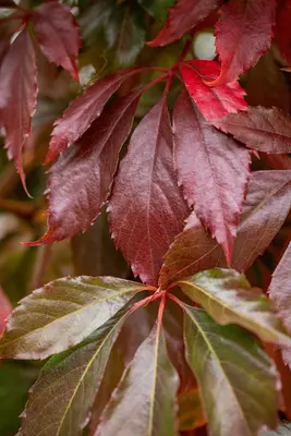 Parthenocissus 'Engelmannii' (Wilde wingerd) klimplant - afbeelding 13