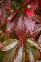 Parthenocissus 'Engelmannii' (Wilde wingerd) klimplant - afbeelding 13