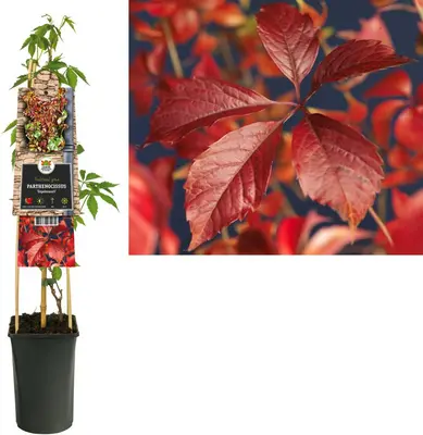 Parthenocissus 'Engelmannii' (Wilde wingerd) klimplant - afbeelding 1