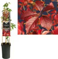 Parthenocissus 'Engelmannii' (Wilde wingerd) klimplant - afbeelding 1