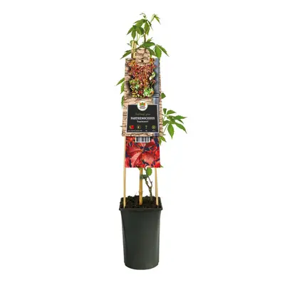 Parthenocissus 'Engelmannii' (Wilde wingerd) klimplant - afbeelding 2
