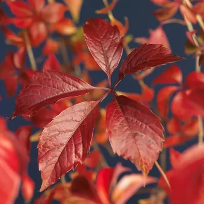 Parthenocissus 'Engelmannii' (Wilde wingerd) klimplant - afbeelding 5