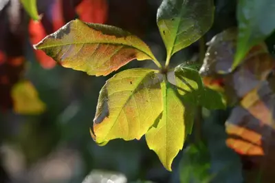 Parthenocissus 'Engelmannii' (Wilde wingerd) klimplant 75cm - afbeelding 4