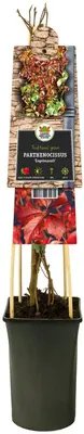 Parthenocissus 'Engelmannii' (Wilde wingerd) klimplant - afbeelding 3