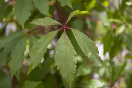 Parthenocissus engelmannii (Wingerd) klimplant - afbeelding 2