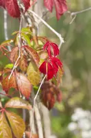 Parthenocissus engelmannii (Wingerd) klimplant - afbeelding 6