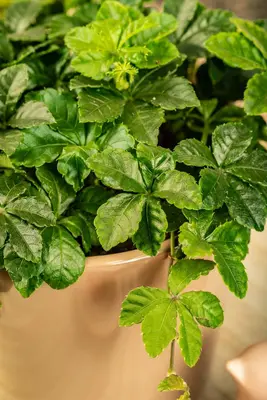 Parthenocissus 'Henryana' (Chinese wilde wingerd) klimplant - afbeelding 7