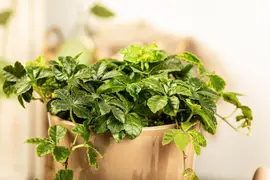 Parthenocissus 'Henryana' (Chinese wilde wingerd) klimplant - afbeelding 10