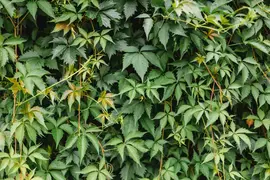 Parthenocissus 'Henryana' (Chinese wilde wingerd) klimplant - afbeelding 4
