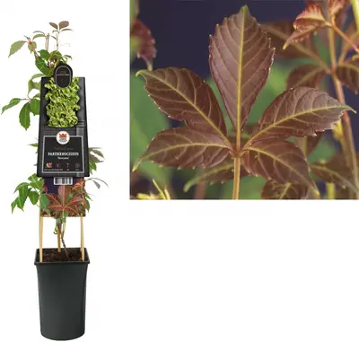 Parthenocissus 'Henryana' (Chinese wilde wingerd) klimplant - afbeelding 1