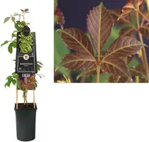 Parthenocissus 'Henryana' (Chinese wilde wingerd) klimplant - afbeelding 1