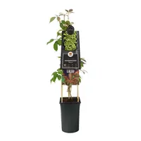 Parthenocissus 'Henryana' (Chinese wilde wingerd) klimplant - afbeelding 2