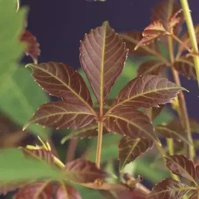 Parthenocissus 'Henryana' (Chinese wilde wingerd) klimplant 75cm - afbeelding 5