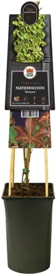 Parthenocissus 'Henryana' (Chinese wilde wingerd) klimplant - afbeelding 3
