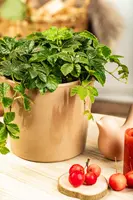 Parthenocissus henryana (Wilde wingerd) - afbeelding 1