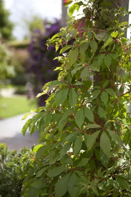 Parthenocissus quinquefolia 'Engelmannii' (Wilde wingerd 'Engelmannii') - afbeelding 2