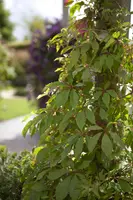 Parthenocissus quinquefolia 'Engelmannii' (Wilde wingerd 'Engelmannii') - afbeelding 2