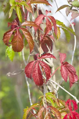 Parthenocissus quinquefolia 'Engelmannii' (Wilde wingerd 'Engelmannii') - afbeelding 3