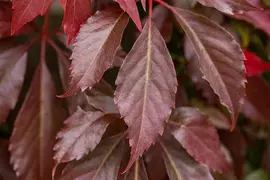 Parthenocissus quinquefolia 'Engelmannii' (Wilde wingerd 'Engelmannii') - afbeelding 7
