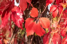 Parthenocissus quinquefolia 'Engelmannii' (Wilde wingerd 'Engelmannii') - afbeelding 9