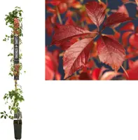 Parthenocissus quinquefolia 'Engelmannii' (Wingerd) klimplant 210cm - afbeelding 1