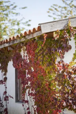 Parthenocissus quinquefolia (Wilde wingerd) klimplant - afbeelding 7