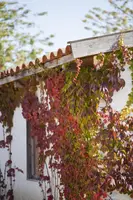 Parthenocissus quinquefolia (Wilde wingerd) klimplant - afbeelding 7