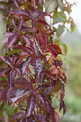 Parthenocissus quinquefolia (Wilde wingerd) klimplant - afbeelding 8