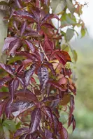 Parthenocissus quinquefolia (Wilde wingerd) klimplant - afbeelding 8