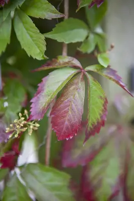 Parthenocissus quinquefolia (Wilde wingerd) klimplant - afbeelding 9