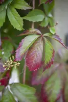 Parthenocissus quinquefolia (Wilde wingerd) klimplant - afbeelding 9