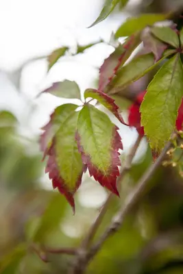 Parthenocissus quinquefolia (Wilde wingerd) klimplant - afbeelding 10