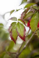 Parthenocissus quinquefolia (Wilde wingerd) klimplant - afbeelding 10