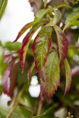 Parthenocissus quinquefolia (Wilde wingerd) klimplant - afbeelding 11