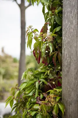 Parthenocissus quinquefolia (Wilde wingerd) klimplant - afbeelding 13