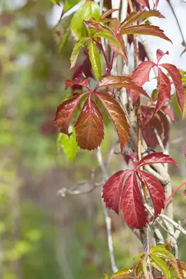 Parthenocissus quinquefolia (Wilde wingerd) klimplant - afbeelding 15