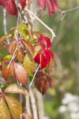 Parthenocissus quinquefolia (Wilde wingerd) klimplant - afbeelding 17