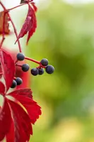 Parthenocissus quinquefolia (Wilde wingerd) klimplant - afbeelding 24